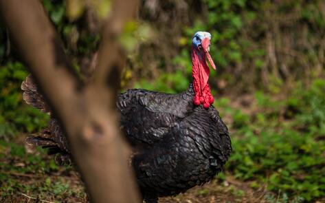 12 Wonderful Facts About Turkeys You Probably Didn't Know About 