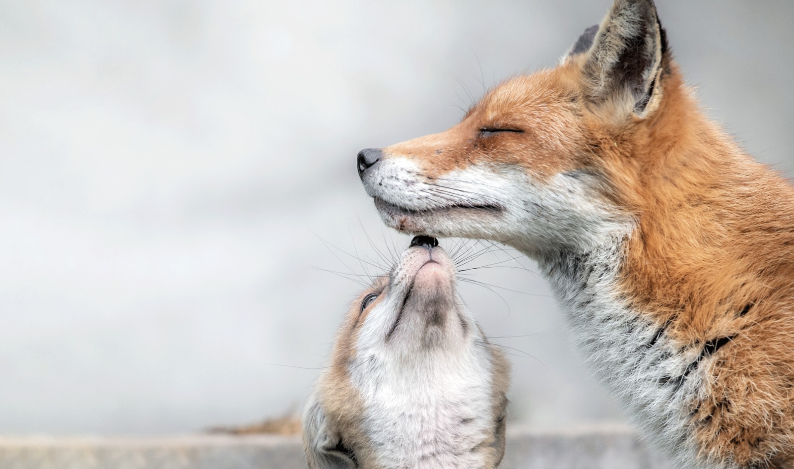 Hungary Bans Mink, Fox, and Ferret Fur Farming