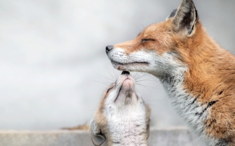 Hungary Bans Mink, Fox, and Ferret Fur Farming