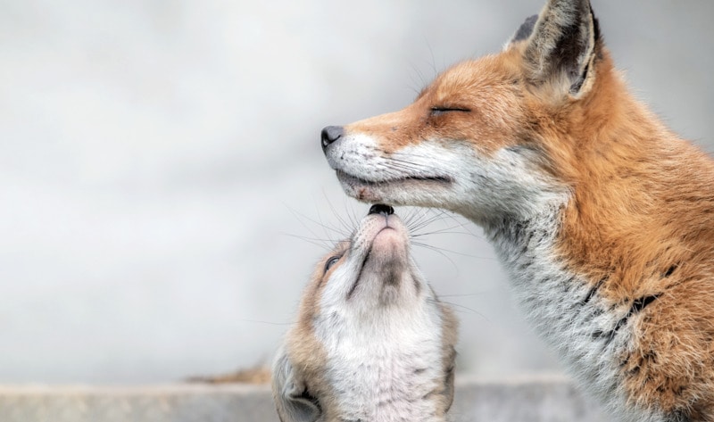 Hungary announces preemptive ban on fur farms Hungary announces preemptive ban on fur farms