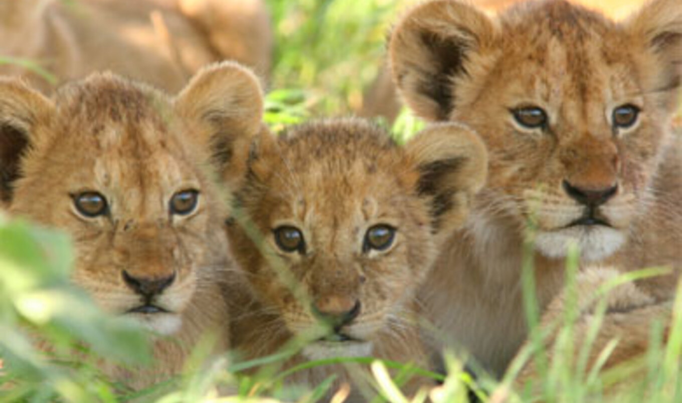 Vegan in Kenya