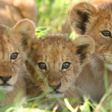 Vegan in Kenya