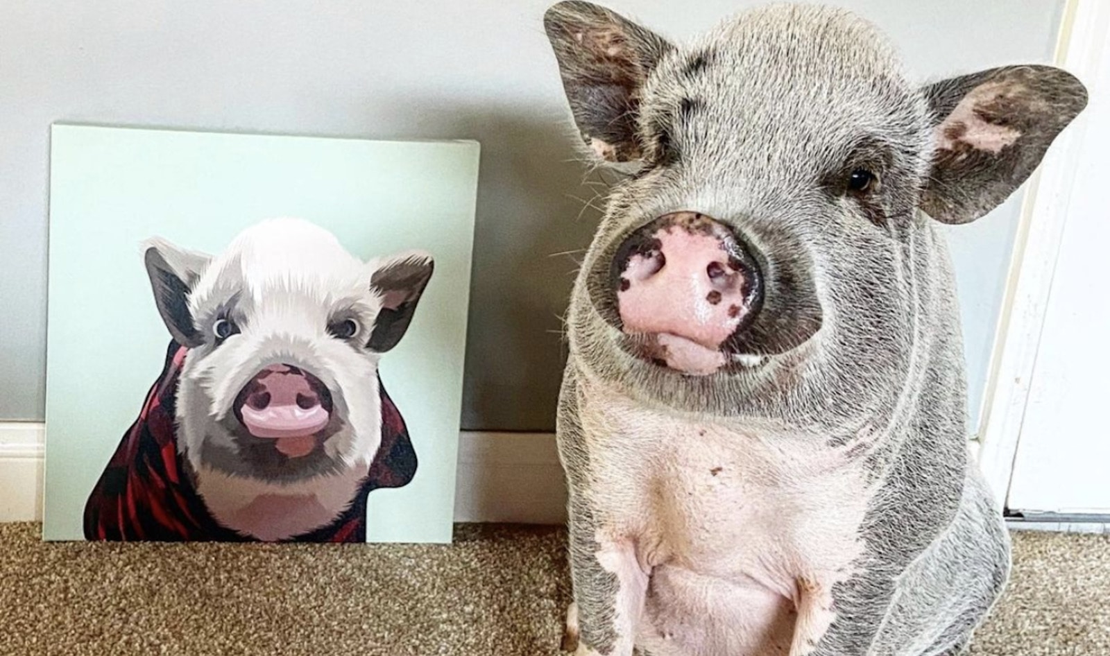 7 Adorable Vegan Animal Instagram Accounts To Brighten Your Day