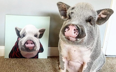 7 Adorable Vegan Animal Instagram Accounts To Brighten Your Day
