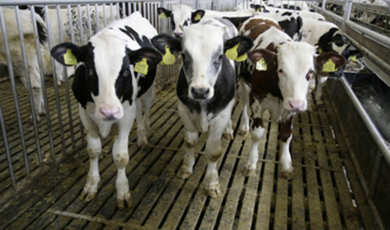 Farm Auction Investigation Reveals Horrific Abuse