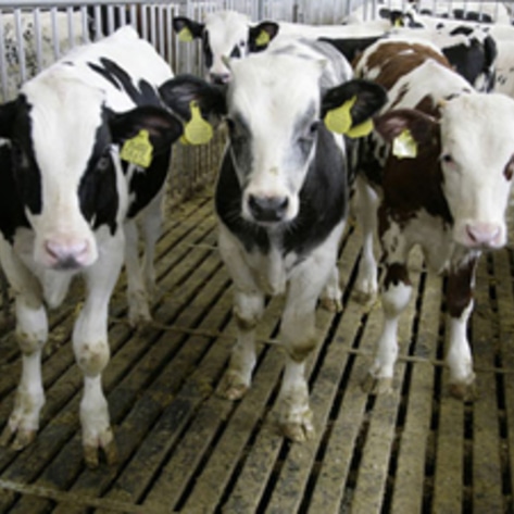 Group Exposes Inhumane Treatment of Taiwanese Cows