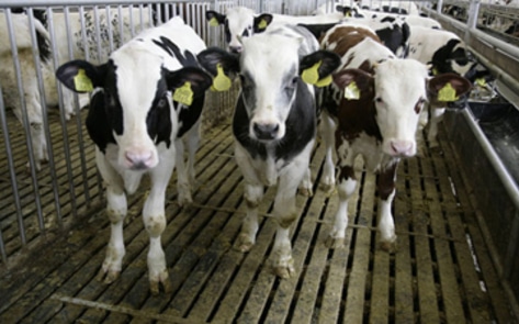 Investigation Shows Abuse at DiGiornio Dairy Farm