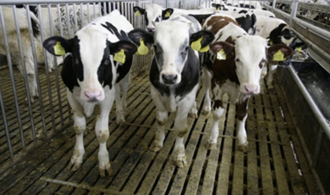 cows