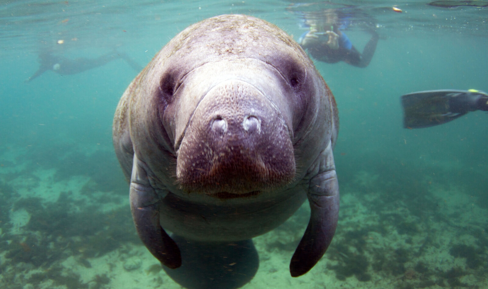Manatee With “Trump” Scraped Into Back Prompts Federal Investigation