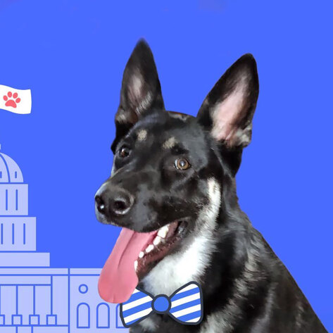 Biden’s Pup Will Have His Own “Indoguration” as First Shelter Dog at White House&nbsp;