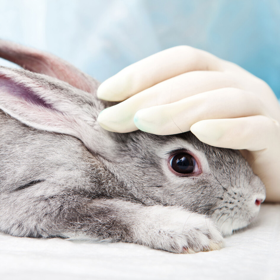 EPA Chief Just Pardoned Lab Rabbits From Animal Testing