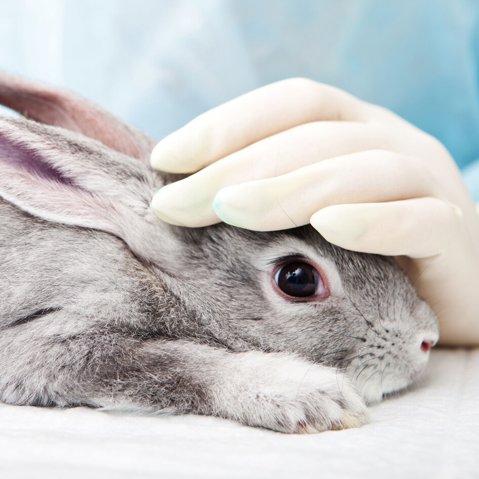 Virginia Just Became the 4th State to Ban Cosmetic Animal Testing