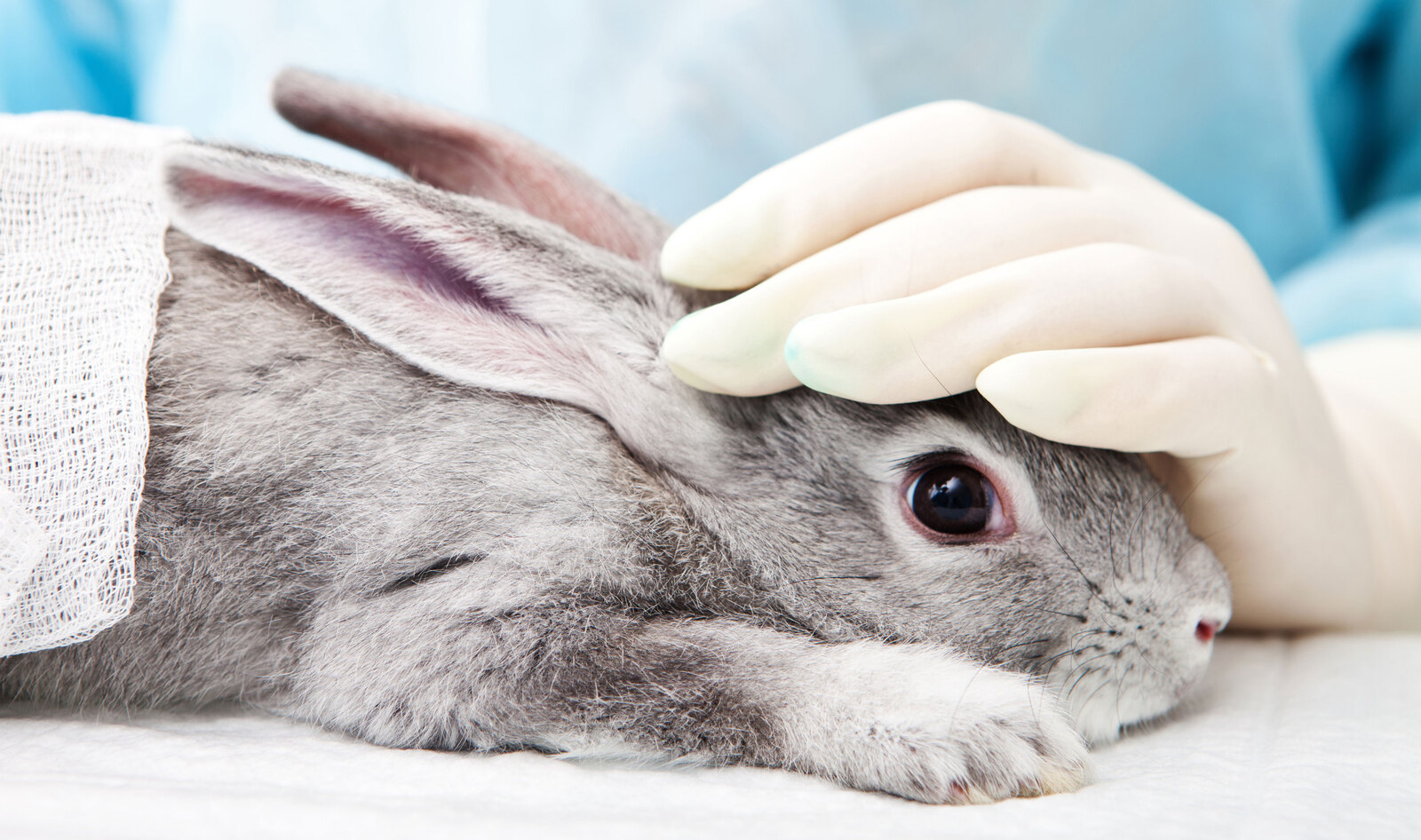 EPA Chief Just Pardoned Lab Rabbits From Animal Testing | VegNews EPA Chief Just Pardoned Lab Rabbits From Animal Testing | VegNews