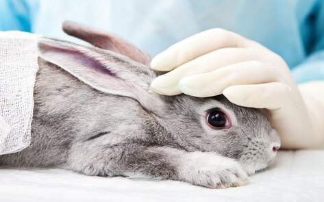 Virginia Just Became the 4th State to Ban Cosmetic Animal Testing