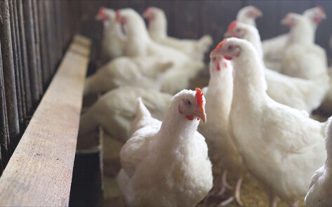 Biden Won't Speed Up Chicken Slaughter Lines in a Move for Safety, Animal Welfare