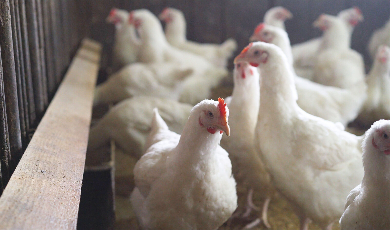 Biden Won't Speed Up Chicken Slaughter Lines in a Move for Safety, Animal Welfare