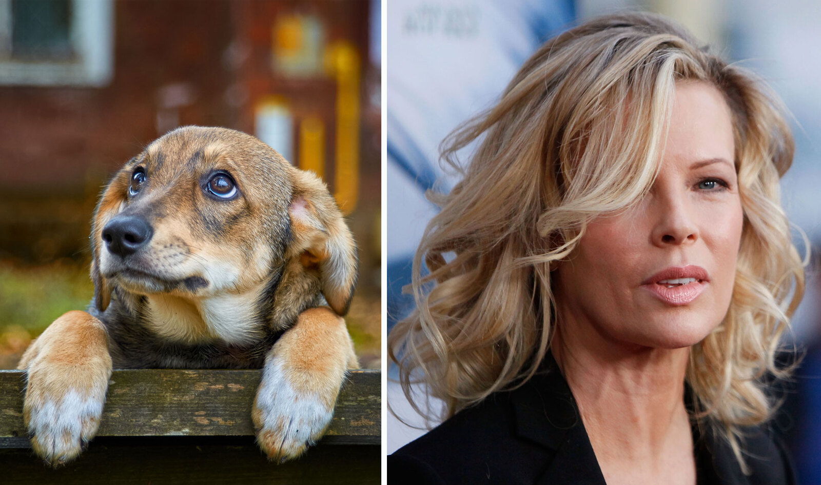Kim Basinger Demands Craigslist Remove All Animal Posts to Stop Abuse