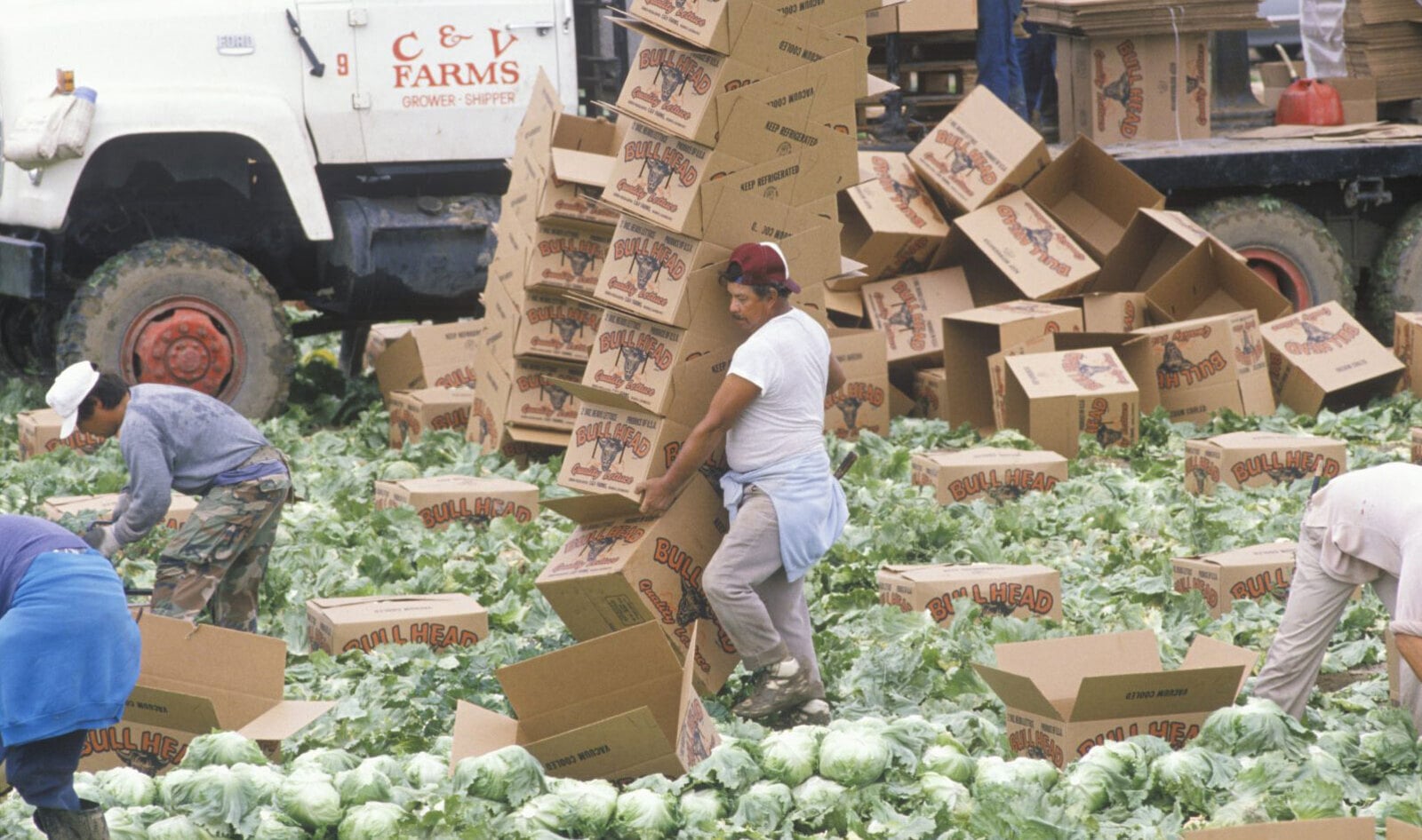 Farm Sanctuary Expands Its Work to Include Social Justice Issues