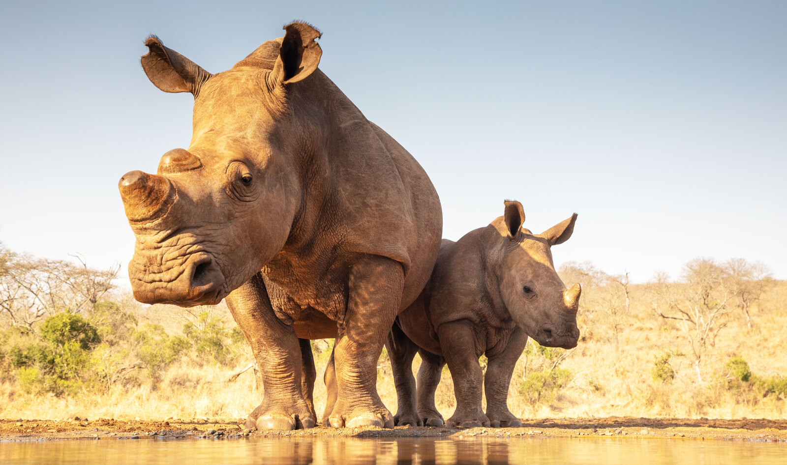 All Vietnam Airlines Passengers Must Now Watch a Video About Rhino Horn