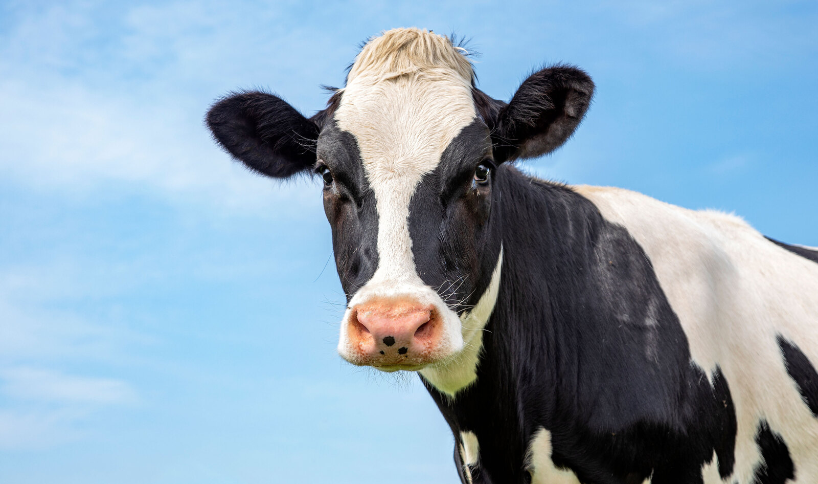 Consumers Keep Replacing Dairy With Vegan Milk, Says USDA