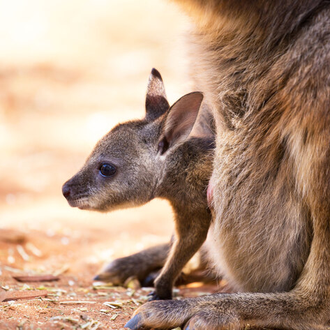 The Ugly Truth Behind Nike’s Kangaroo Leather Shoes Exposed in One-Minute Film