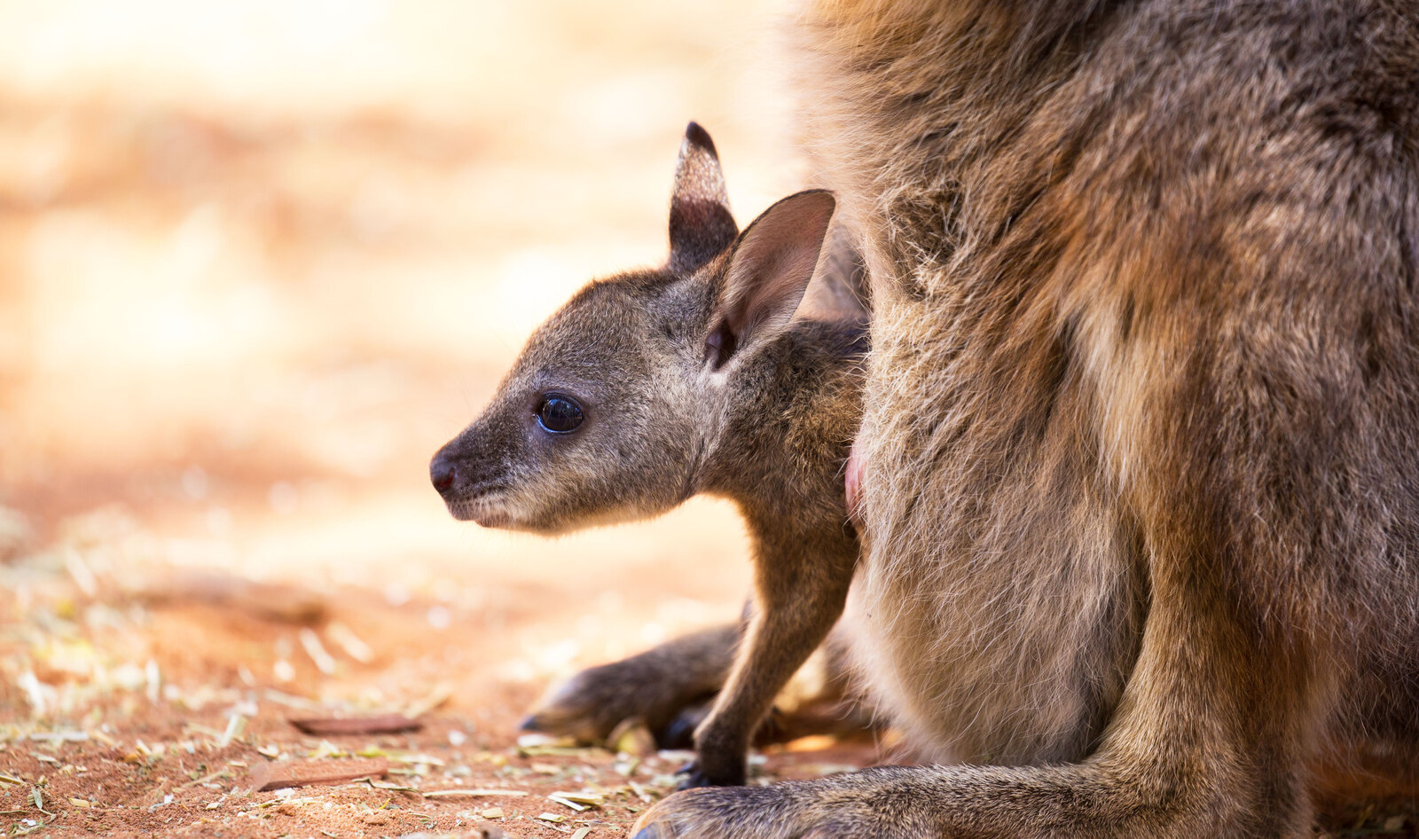 The Ugly Truth Behind Nike’s Kangaroo Leather Shoes Exposed in One-Minute Film