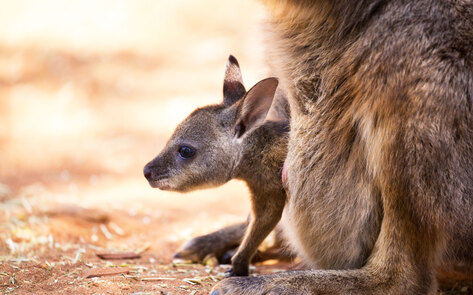 The Ugly Truth Behind Nike’s Kangaroo Leather Shoes Exposed in One-Minute Film