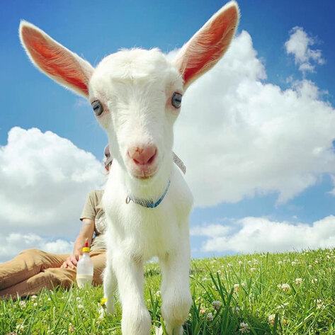 10 Animal Sanctuaries Partner for Virtual Valentine's Day Tours