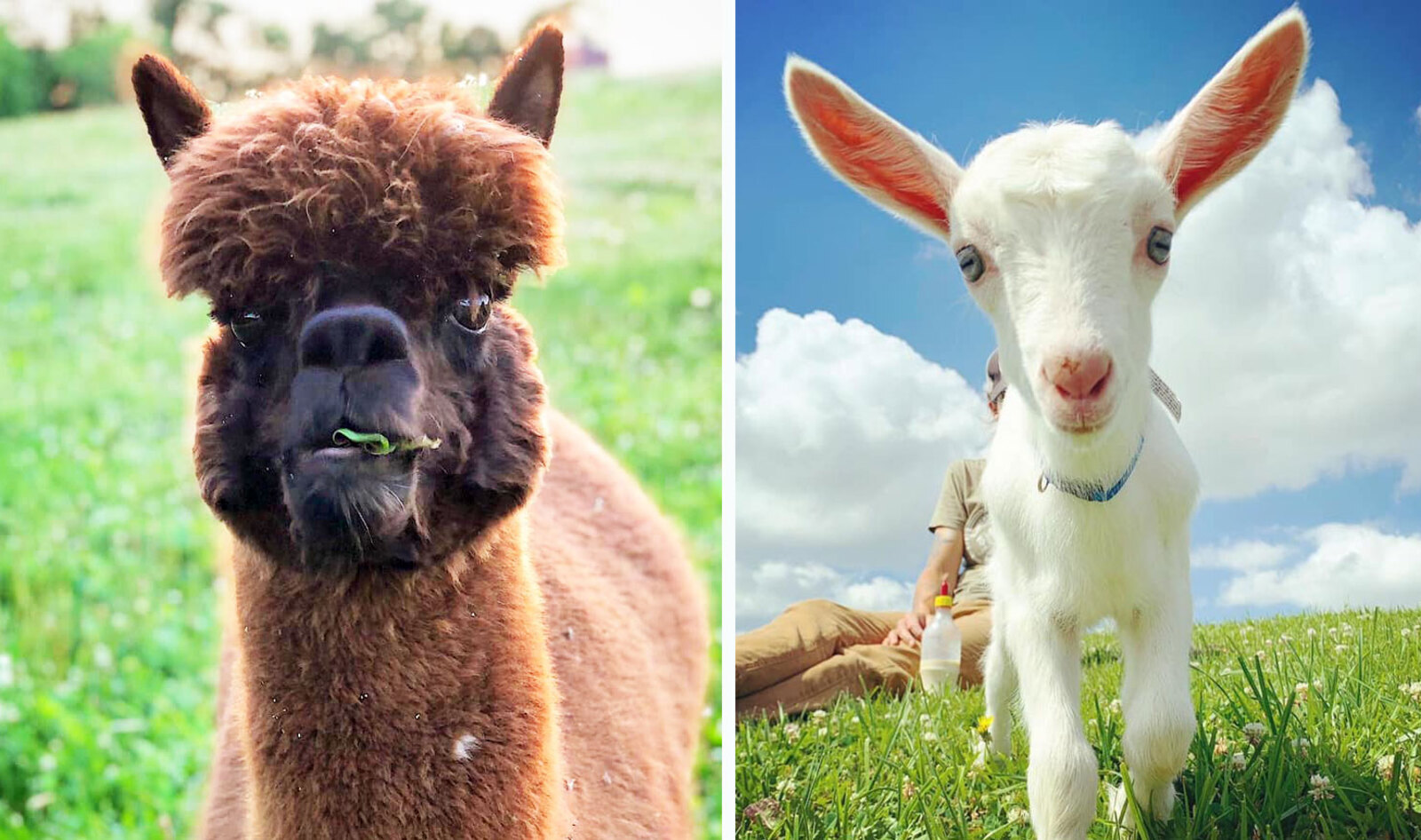 10 Animal Sanctuaries Partner for Virtual Valentine's Day Tours