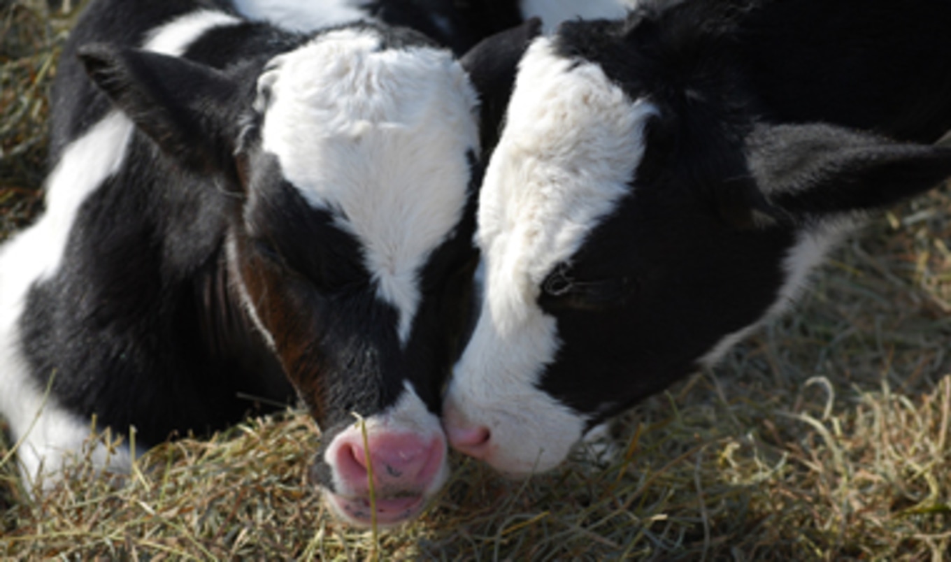 Baby Cows Need Homes