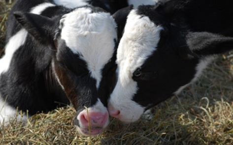 Baby Cows Need Homes