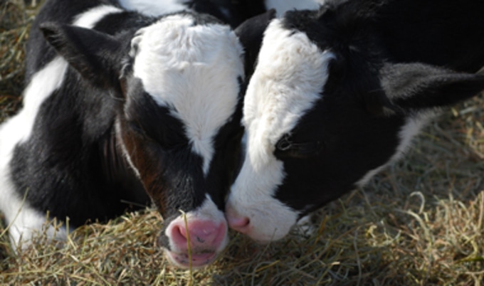 calves