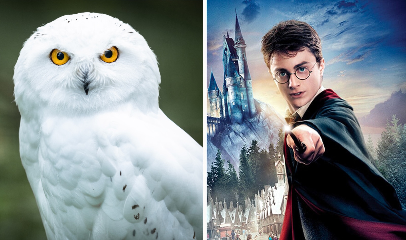Warner Bros. Bans Use of Live Owls at <i>Harry Potter</i>&nbsp;Shows
