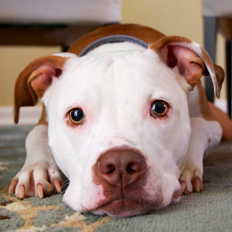 FDA Recalls Performance Dog Food for Salmonella; The Real Problem Is That There’s Still Horse Meat in It 