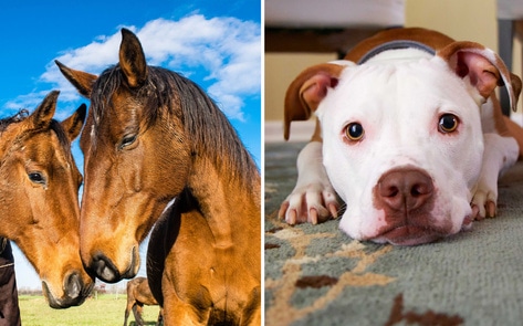 FDA Recalls Performance Dog Food for Salmonella; The Real Problem Is That There’s Still Horse Meat in It 