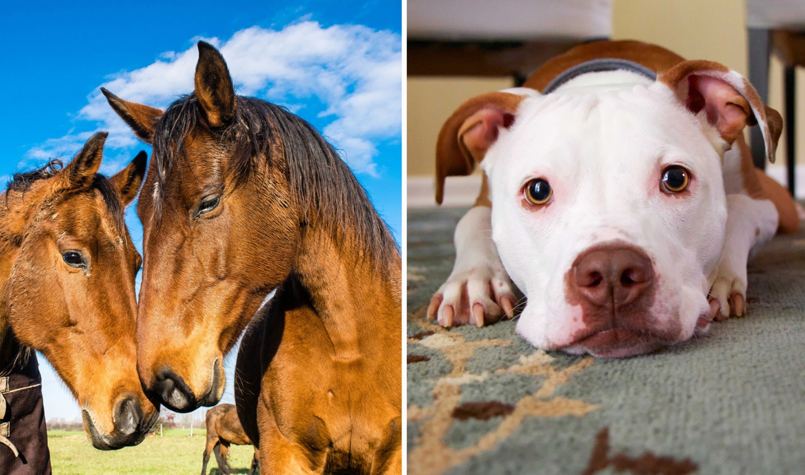 FDA Recalls Performance Dog Food for Salmonella; The Real Problem Is That There’s Still Horse Meat in It&nbsp;