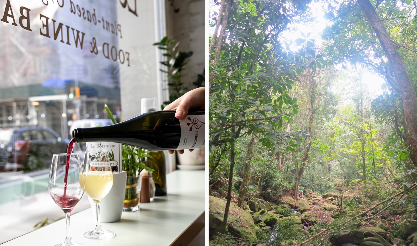 This Vegan NYC Wine Bar Is Planting a Forest in Peru