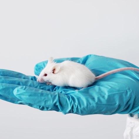 Maryland Set to Become Fifth State to Ban Cosmetic Animal Testing