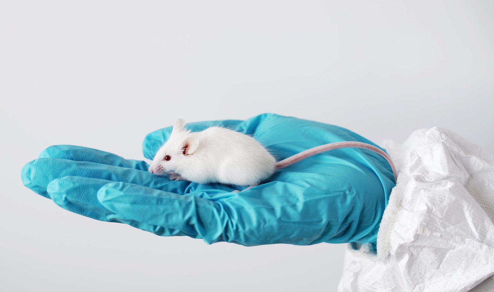 Maryland Set to Become Fifth State to Ban Cosmetic Animal Testing | VegNews Maryland Set to Become Fifth State to Ban Cosmetic Animal Testing | VegNews