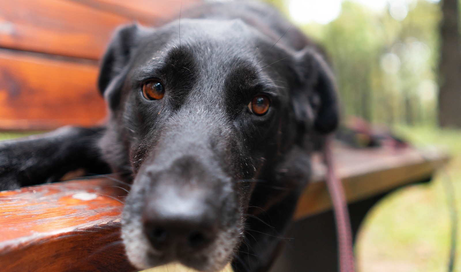 YouTube Bans “Fake” Animal Rescue Exploitation Videos