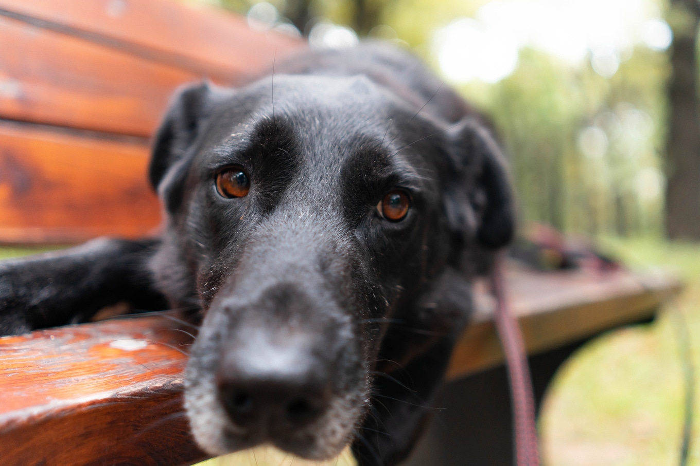 VegNews.DogSad