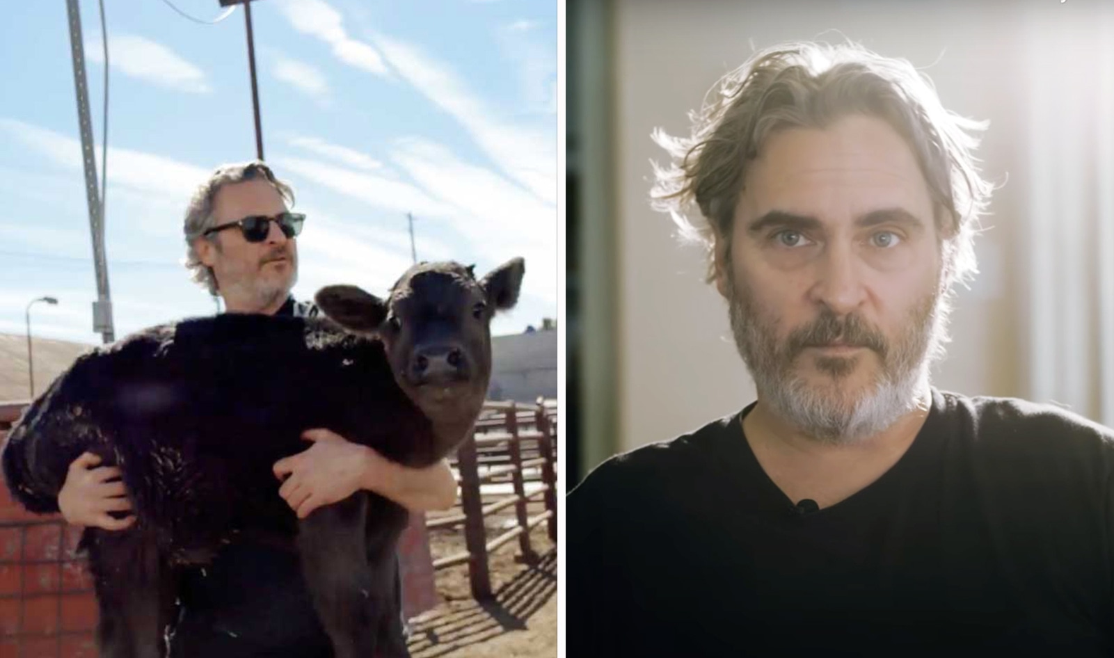 Joaquin Phoenix Shares Emotional Story of Rescuing Cows from a “Factory of Death”
