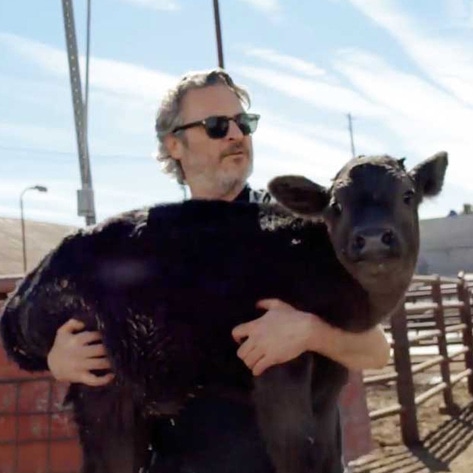 Joaquin Phoenix Shares Emotional Story of Rescuing Cows from a “Factory of Death”