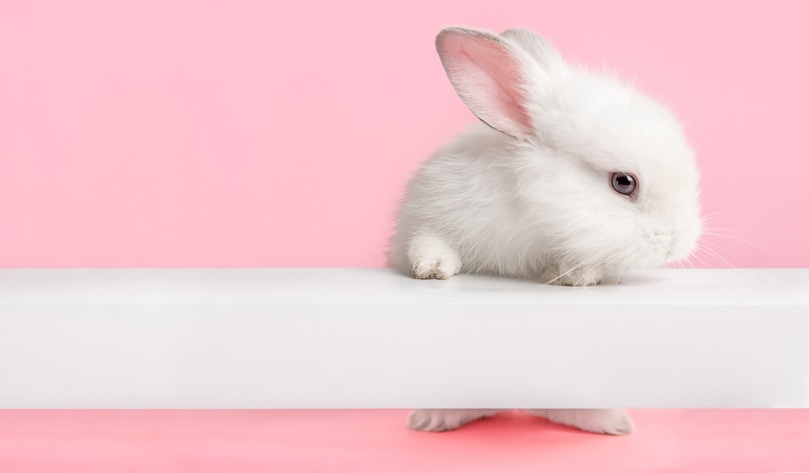 Hawaii To Become Sixth State to End Cosmetic Animal Testing