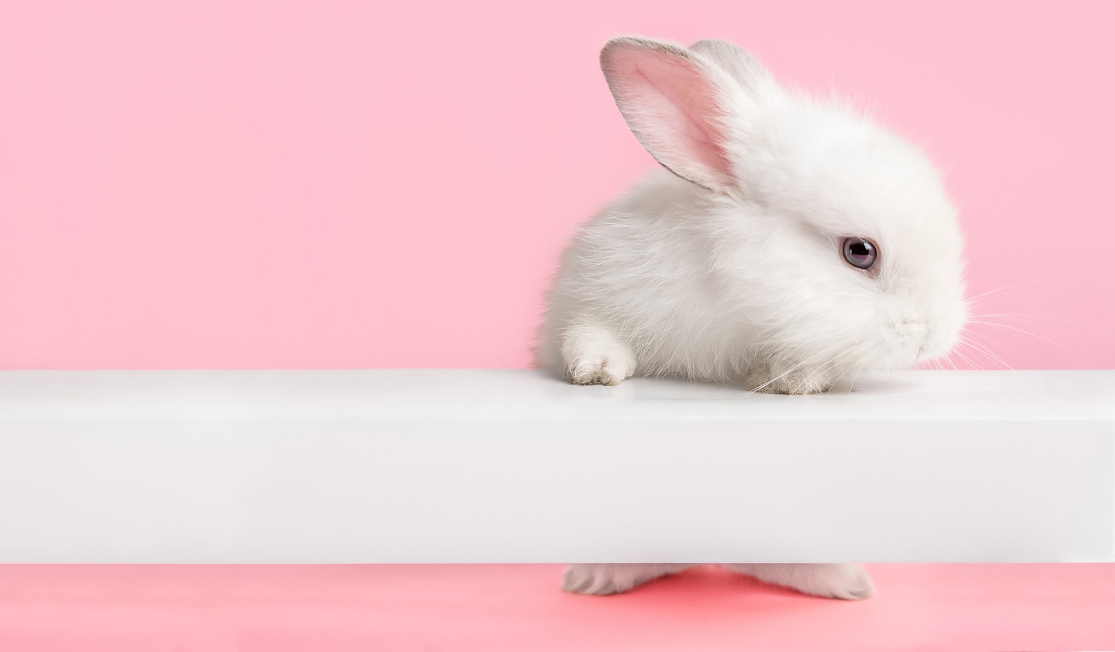 Hawaii To Become Sixth State to End Cosmetic Animal Testing | VegNews