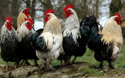 43 Live Roosters Discovered in Cockfighting Raid