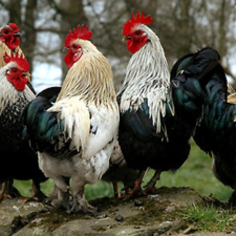 roosters