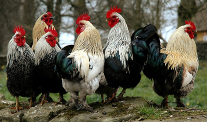 roosters