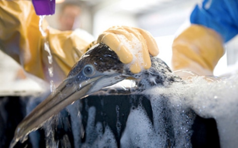 Teen Helps Gulf Wildlife