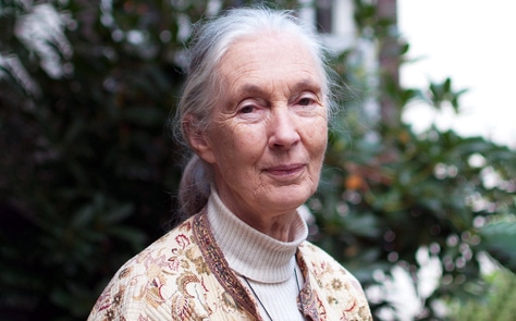 Jane Goodall to Receive Award for 60 Years of Animal Service. Here’s What She’s Done